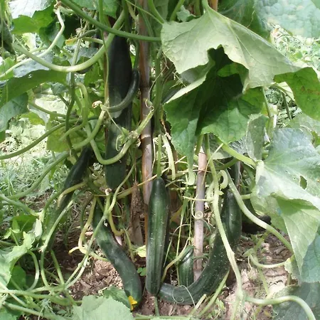 Marinos At Lourdata Village Lourdata (Kefalonia)