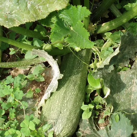 Lägenhet Marinos At Lourdata Village Lourdata (Kefalonia)