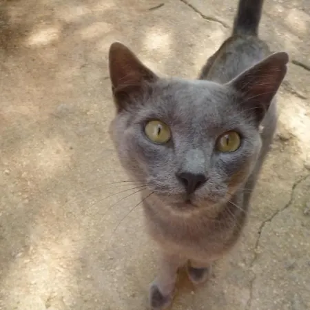 Marinos At Lourdata Village Lourdata (Kefalonia)